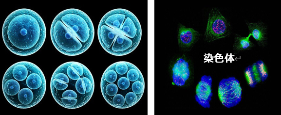 受精卵の細胞分裂に伴って染色体が動き出す