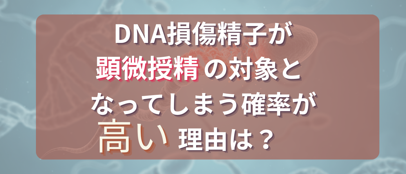 【不妊治療】DNA損傷精子が顕微授精の対象となってしまう確率が高い理由を解説