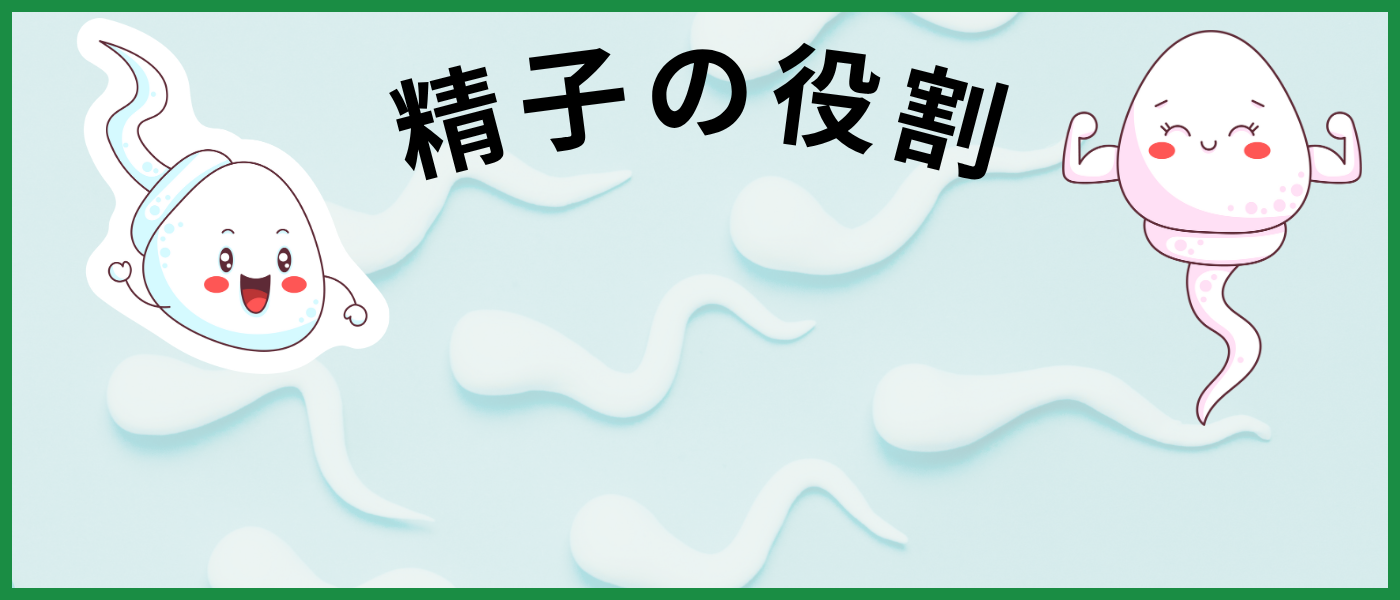 【不妊治療】精子の役割解説