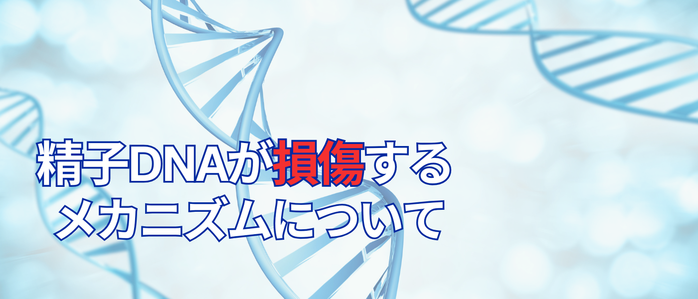 【不妊治療】精子DNAが損傷するメカニズムを解説