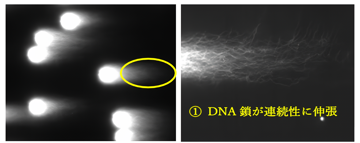 【精子】DNA鎖が連続性に伸張_2