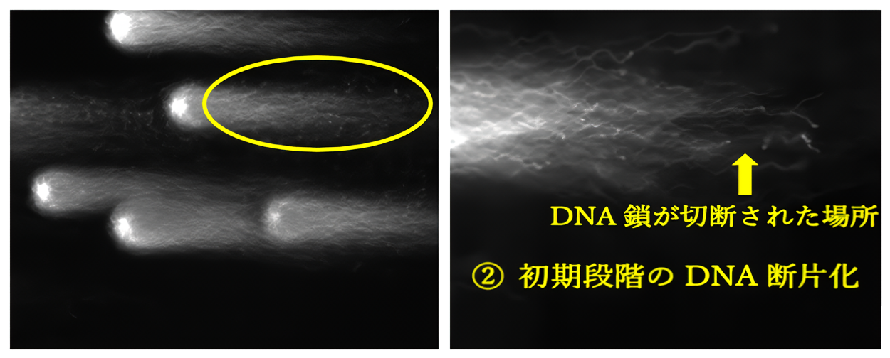 初期段階DNA断片化陽性精子