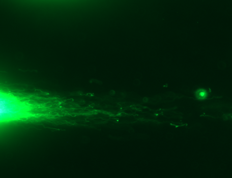 初期段階DNA断片化陽性精子の更に拡大した蛍光写真