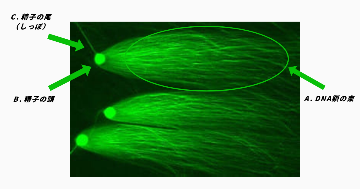 精子の尾精子の頭