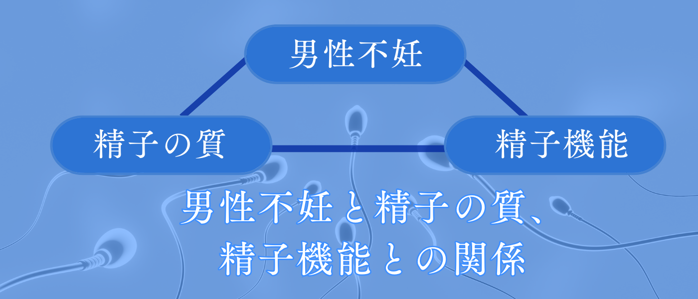 不妊治療_男性不妊と精子の質と精子機能の関係